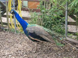 Proven pair of breeding Indian Peafowl