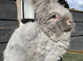 3 Stunning English Angora Girls