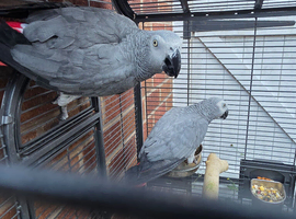Proven grey pair