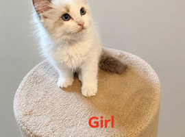 Ragdoll Bicollor kittens