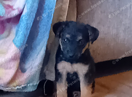 Lakeland terrier x Patterdale