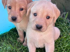 Labrador puppies