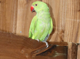 ring neck parrot