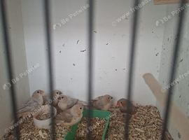 6 zebra fiches