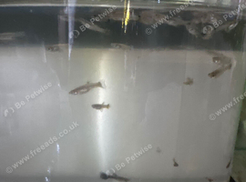 Guppies for sale