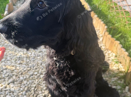 Beautiful 6 month old cocker spaniel