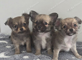 Longhaired Male Chihuahua Pups