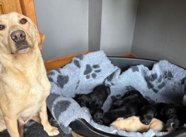 Labrador X Cocker spaniel puppies