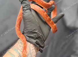 Blood red pied sided corn snake