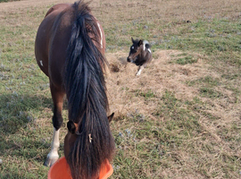 3 year old mare and foal at foot