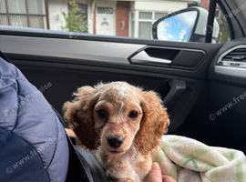 F2 cockapoo ready to leave