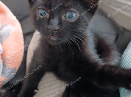 3 female kittens for sale.