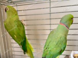 Proven pair of Indian ring necks green