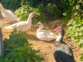 Muscovy Trio