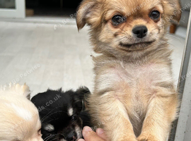 Kc long coat chihuahuas