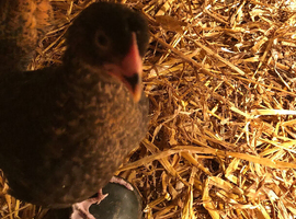 Happy healthy 7 week old pullets
