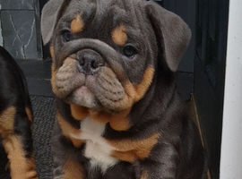 KC registered bulldogs.READY NOW