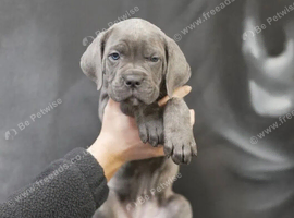 Beautiful cane corso puppies