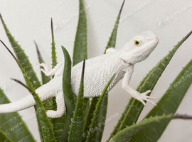 BEARDED DRAGON