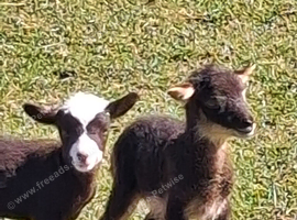 Hebredean and shetland sheep