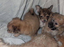 Chihuahua x shih Tzu