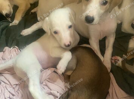 Whippet pups