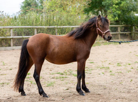 Sherberton Sapphire Registered Dartmoor Pony for Sale