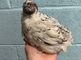 Free male Coturnix quail