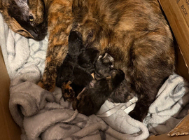Kittens looking for a forever home