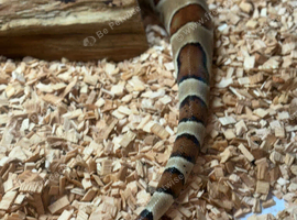 Boa for rehoming