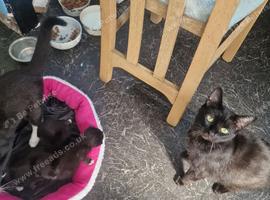 3 kittens