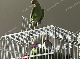 Ring neck