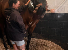 16hh tb gelding, dressage potential open to sensible offers