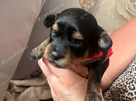 4 x Cavapoochon puppies for sale