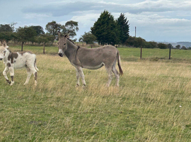 Donkey mare