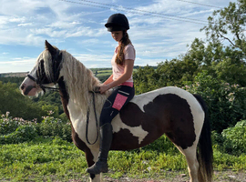 14&rsquo;1hh - 8yo - Mare