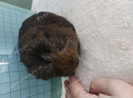 Female guinea pigs