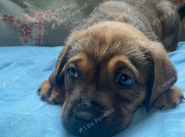 American bulldog cross mastiff