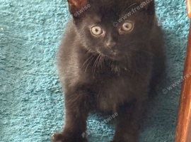 Kitten for sale