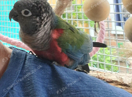 Tame Female Conure