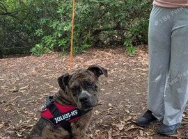 Cane Corsa