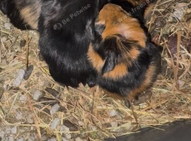 Baby guinea pigs