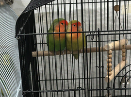 Love birds for sale