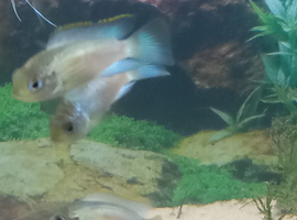 Electric Blue Acara cichlids young