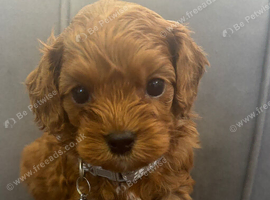 Health Tested Cavapoo Pups