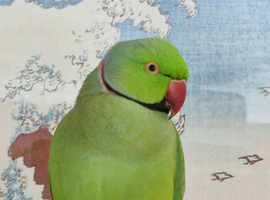 Indian ring neck for sale in Livingston