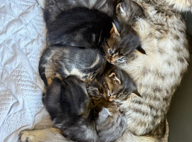 Exceptional MaineCoonCrossKittensReady to Reserve