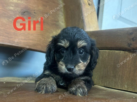 Lovely daxiepoo girls and boys available