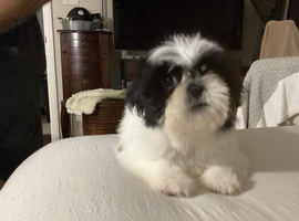 Meet Your New Best Friend