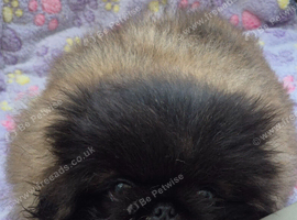 Pekingese